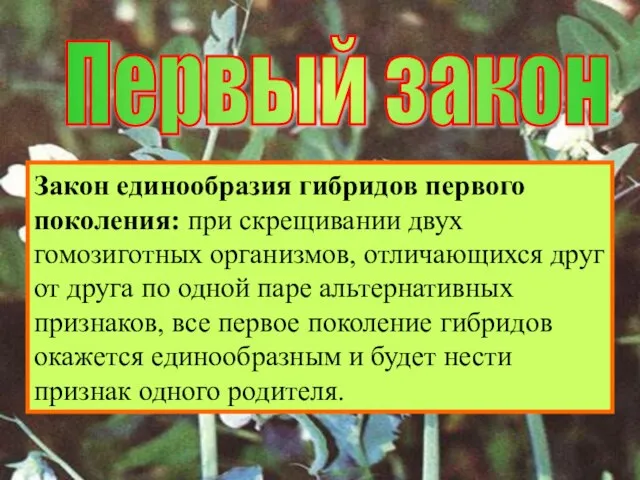 Первый закон Закон единообразия гибридов первого поколения: при скрещивании двух гомозиготных организмов,