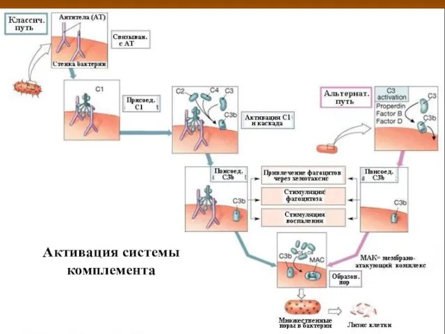 Активация системы комплемента