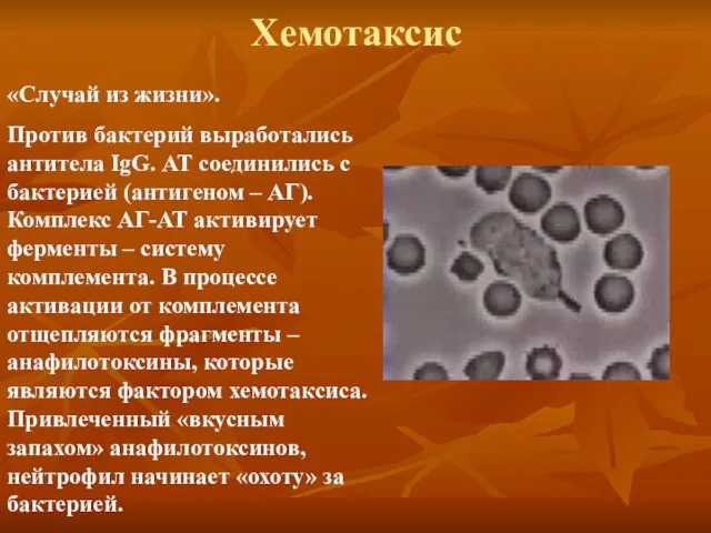 Хемотаксис «Случай из жизни». Против бактерий выработались антитела IgG. АТ соединились с