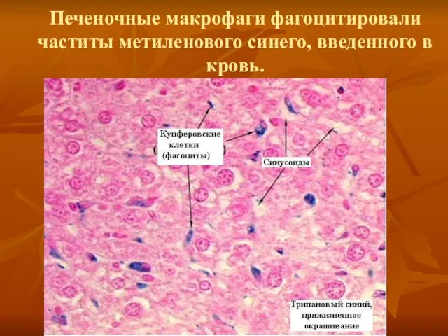 Печеночные макрофаги фагоцитировали частиты метиленового синего, введенного в кровь.