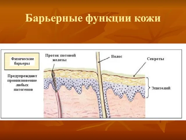 Барьерные функции кожи