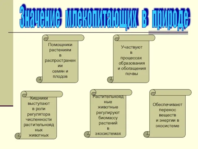 Значение млекопитающих в природе Хищники выступают в роли регулятора численности растительноядных животных