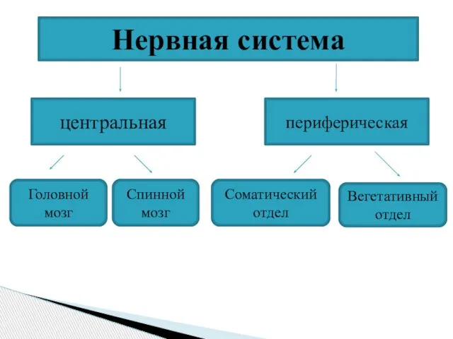 Нервная система центральная периферическая Головной мозг Спинной мозг Соматический отдел Вегетативный отдел