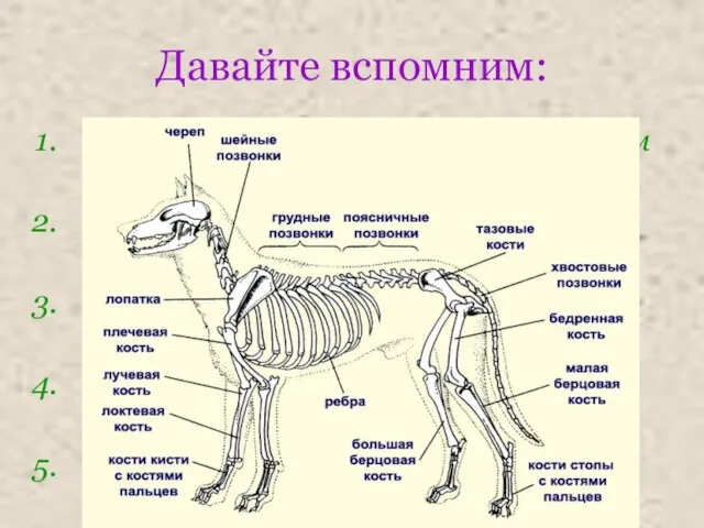 Давайте вспомним: Какие виды скелета у животных вам известны? Назовите отделы внутреннего