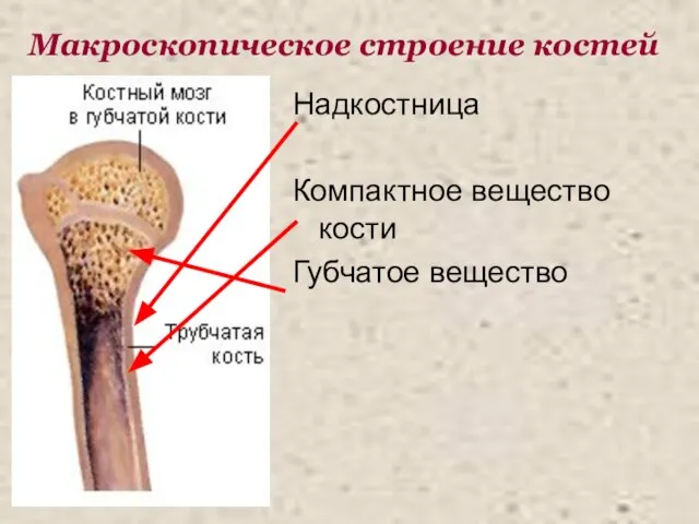 Макроскопическое строение костей Надкостница Компактное вещество кости Губчатое вещество