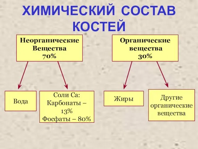 ХИМИЧЕСКИЙ СОСТАВ КОСТЕЙ Неорганические Вещества 70% Органические вещества 30% Жиры Вода Соли