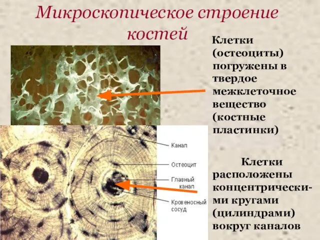 Микроскопическое строение костей Клетки (остеоциты) погружены в твердое межклеточное вещество (костные пластинки)