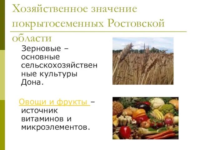 Хозяйственное значение покрытосеменных Ростовской области Зерновые –основные сельскохозяйственные культуры Дона. Овощи и