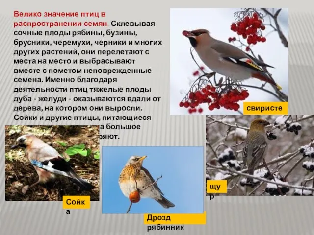 Велико значение птиц в распространении семян. Склевывая сочные плоды рябины, бузины, брусники,