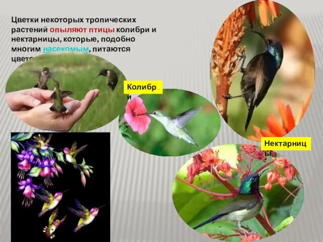 Цветки некоторых тропических растений опыляют птицы колибри и нектарницы, которые, подобно многим