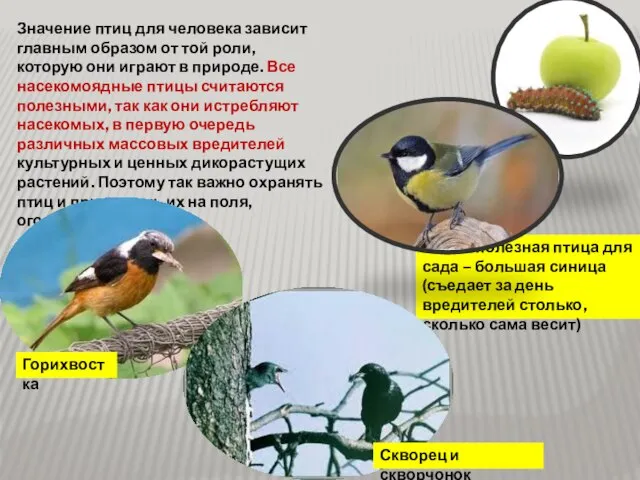 Значение птиц для человека зависит главным образом от той роли, которую они