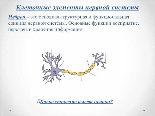 Клеточные элементы нервной системы Нейрон – это основная структурная и функциональная единица