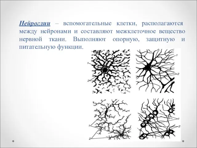 Нейроглии – вспомогательные клетки, располагаются между нейронами и составляют межклеточное вещество нервной