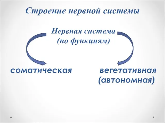 Строение нервной системы Нервная система (по функциям) соматическая вегетативная (автономная)