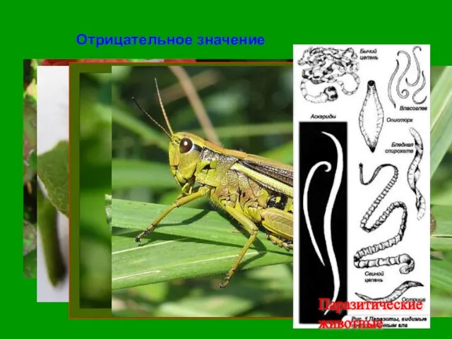 Отрицательное значение Тля Непарный шелкопряд Колорадский жук Саранча Паразитические животные