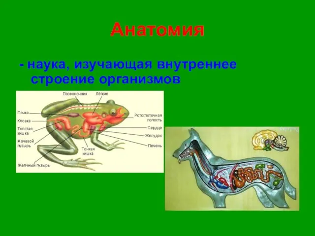 Анатомия - наука, изучающая внутреннее строение организмов