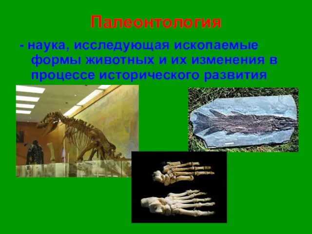 Палеонтология - наука, исследующая ископаемые формы животных и их изменения в процессе исторического развития