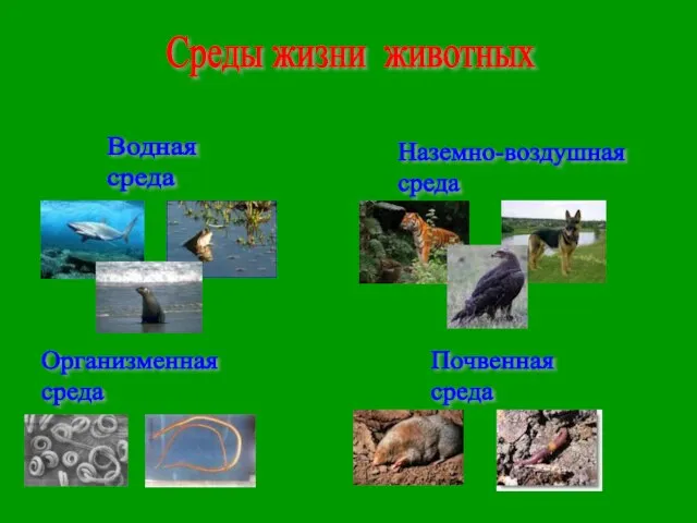 Среды жизни животных Водная среда Наземно-воздушная среда Почвенная среда Организменная среда