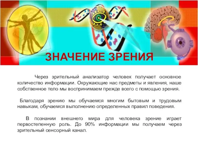 Через зрительный анализатор человек получает основное количество информации. Окружающие нас предметы и