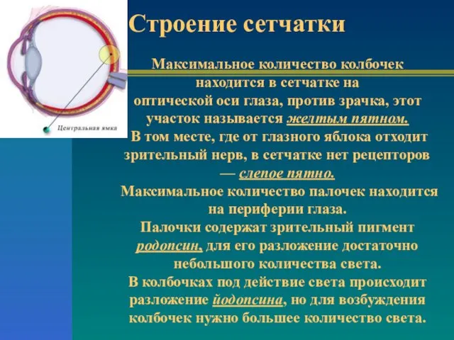 Строение сетчатки Максимальное количество колбочек находится в сетчатке на оптической оси глаза,