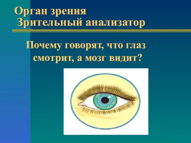 Орган зрения Зрительный анализатор Почему говорят, что глаз смотрит, а мозг видит?
