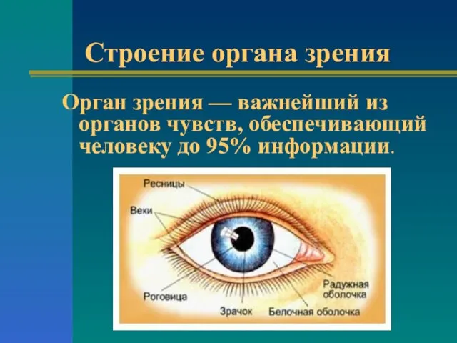 Строение органа зрения Орган зрения — важнейший из органов чувств, обеспечивающий человеку до 95% информации.