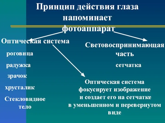 Принцип действия глаза напоминает фотоаппарат Оптическая система роговица радужка зрачок хрусталик Стекловидное