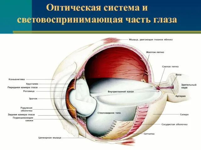 Оптическая система и световоспринимающая часть глаза