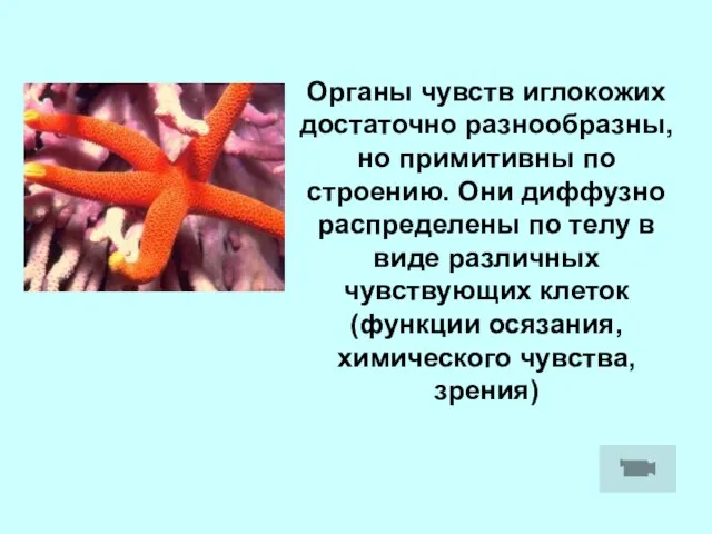 Органы чувств иглокожих достаточно разнообразны, но примитивны по строению. Они диффузно распределены