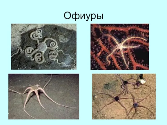 Офиуры