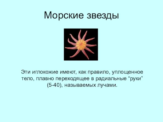 Морские звезды Эти иглокожие имеют, как правило, уплощенное тело, плавно переходящее в