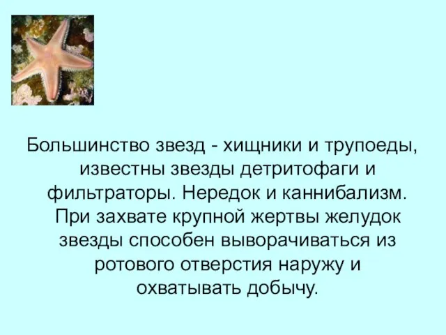 Большинство звезд - хищники и трупоеды, известны звезды детритофаги и фильтраторы. Нередок