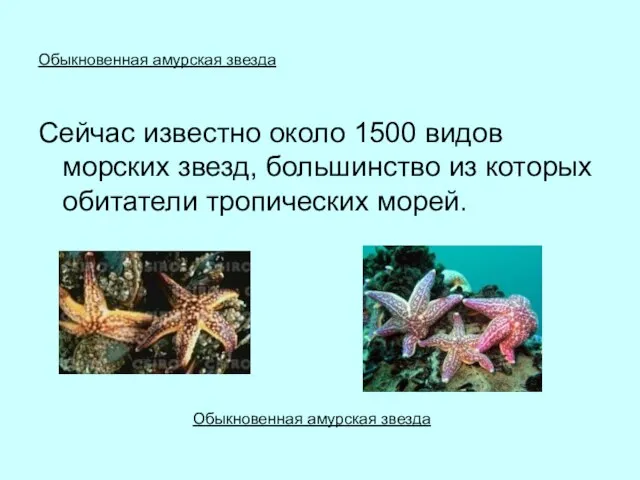 Обыкновенная амурская звезда Сейчас известно около 1500 видов морских звезд, большинство из