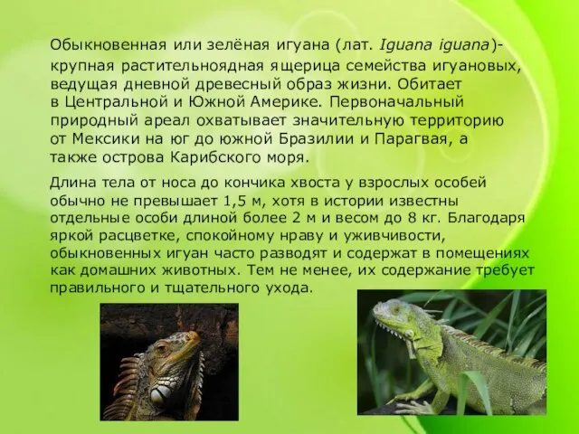 Обыкновенная или зелёная игуана (лат. Iguana iguana)- крупная растительноядная ящерица семейства игуановых,