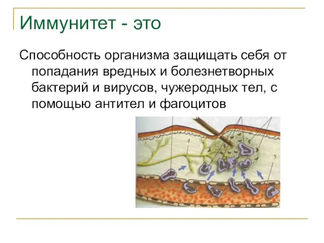 Иммунитет - это Способность организма защищать себя от попадания вредных и болезнетворных