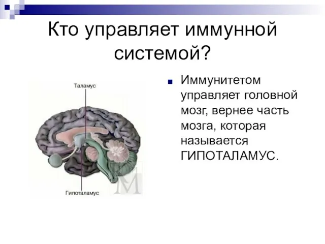 Кто управляет иммунной системой? Иммунитетом управляет головной мозг, вернее часть мозга, которая называется ГИПОТАЛАМУС.