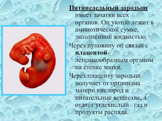 Пятинедельный зародыш имеет зачатки всех органов. Он уютно лежит в амниотической сумке,