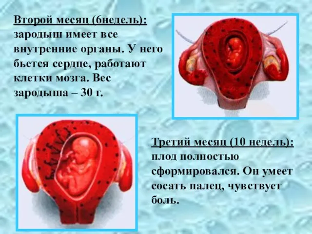 Второй месяц (6недель): зародыш имеет все внутренние органы. У него бьется сердце,