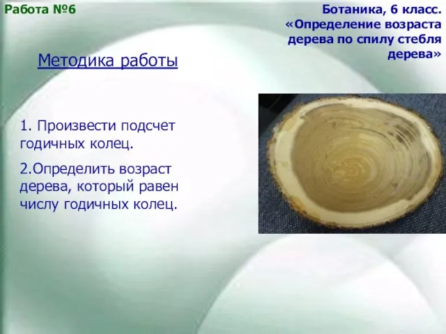 Работа №6 Ботаника, 6 класс. «Определение возраста дерева по спилу стебля дерева»