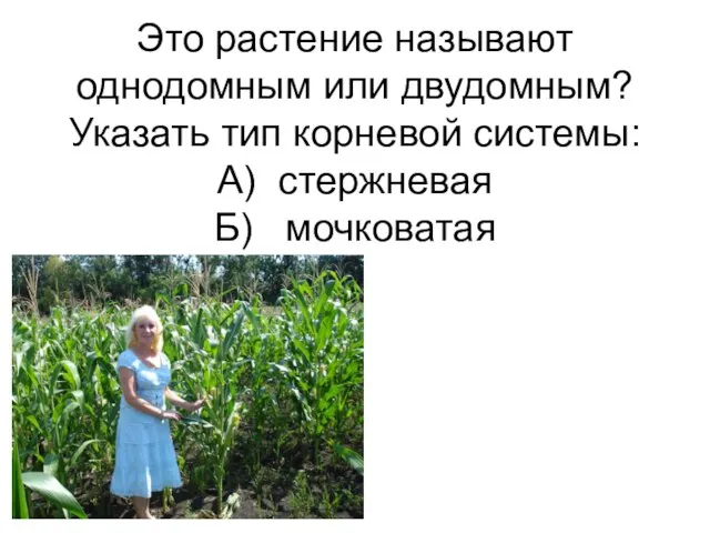 Это растение называют однодомным или двудомным? Указать тип корневой системы: А) стержневая Б) мочковатая