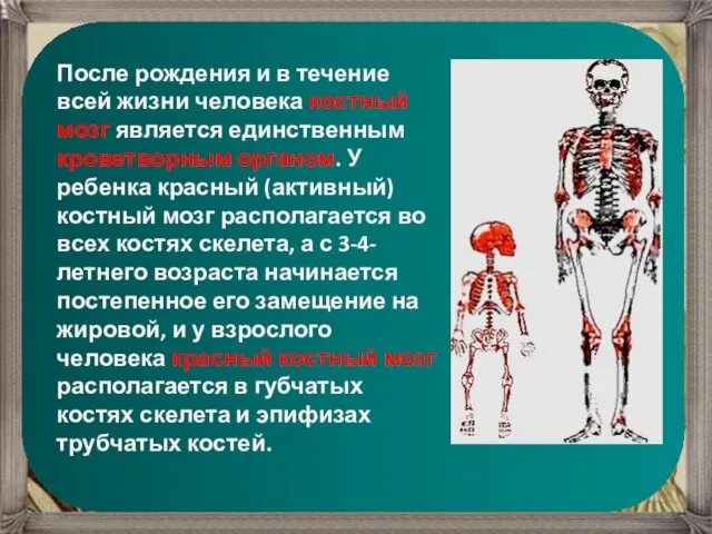 После рождения и в течение всей жизни человека костный мозг является единственным