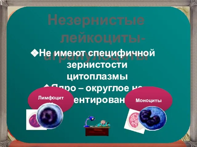 Незернистые лейкоциты-агранулоциты Не имеют специфичной зернистости цитоплазмы Ядро – округлое не сегментированное