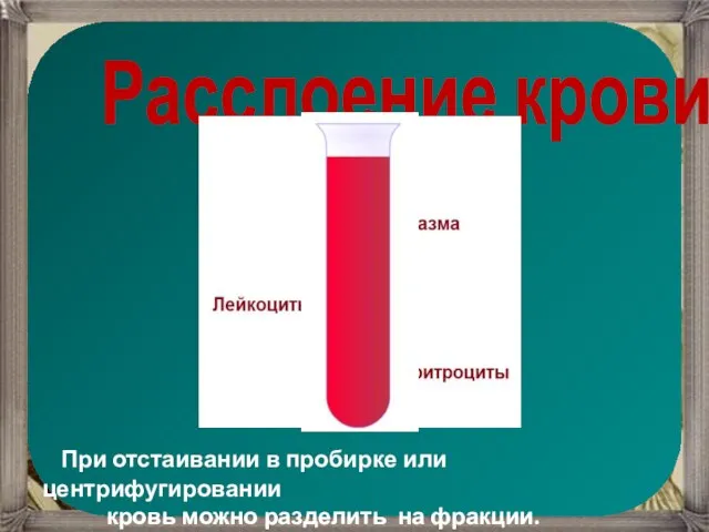 Расслоение крови При отстаивании в пробирке или центрифугировании кровь можно разделить на фракции.