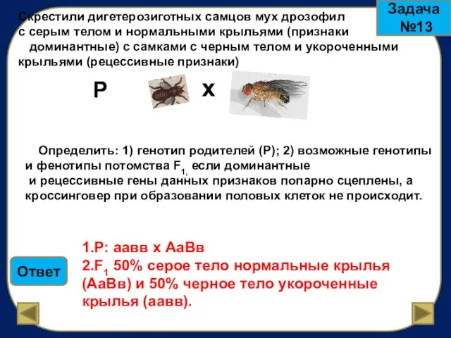 Задача №13 Скрестили дигетерозиготных самцов мух дрозофил с серым телом и нормальными