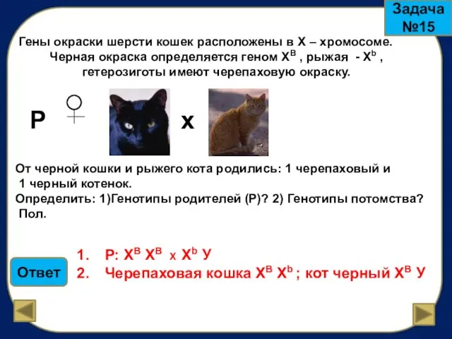 Гены окраски шерсти кошек расположены в Х – хромосоме. Черная окраска определяется