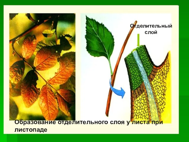 Образование отделительного слоя у листа при листопаде Отделительный слой