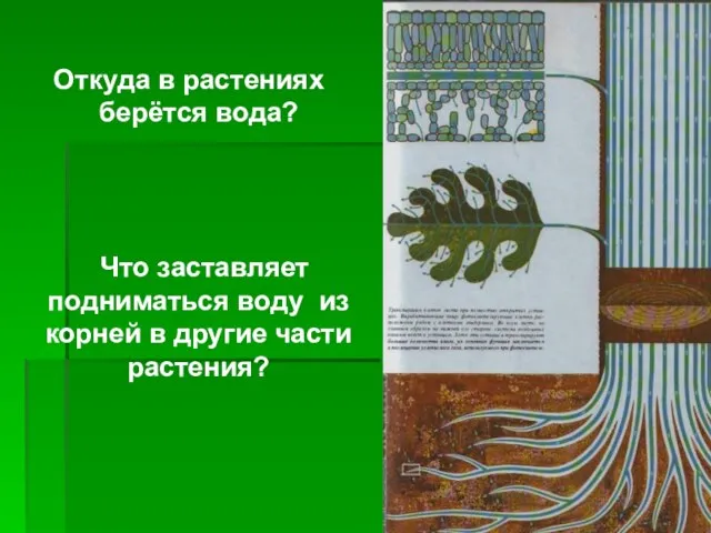 Откуда в растениях берётся вода? Что заставляет подниматься воду из корней в другие части растения?