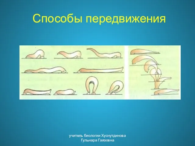 Способы передвижения учитель биологии Хуснутдинова Гульнара Гаязовна