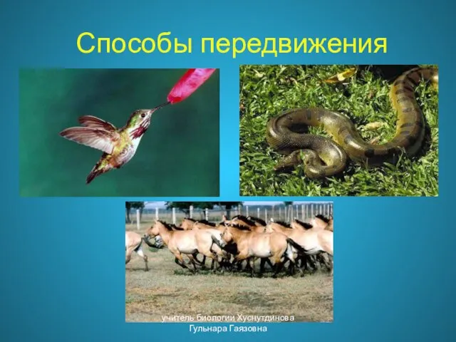 Способы передвижения учитель биологии Хуснутдинова Гульнара Гаязовна