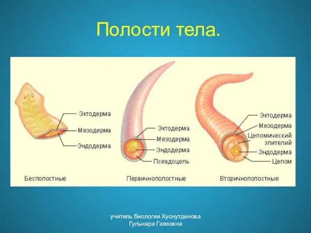Полости тела. учитель биологии Хуснутдинова Гульнара Гаязовна